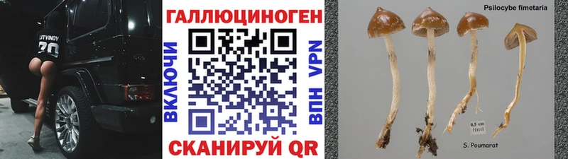 Купить  Видное  Псилоцибиновые грибы Psilocybe 